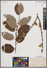 Foto von Salix caprea L.